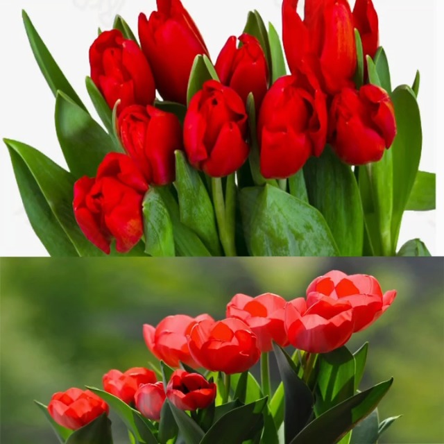 Amazon.com : 2pcs Tulip Bulbs Didier's Tulip Mixed Tulips